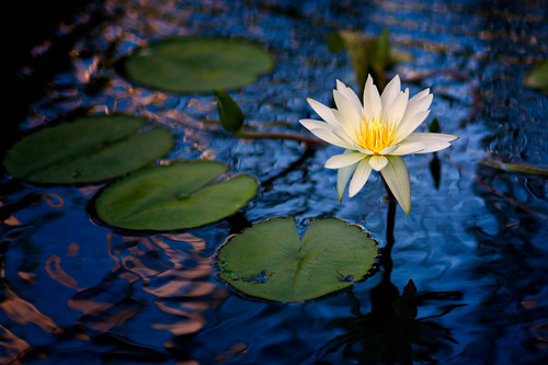 WaterLilly1sm