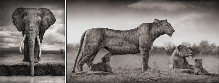 Lioness with Cub Feeding, 2007