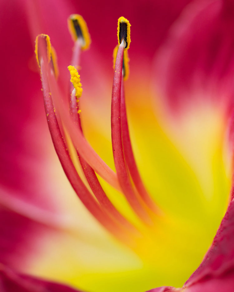 macro-flower