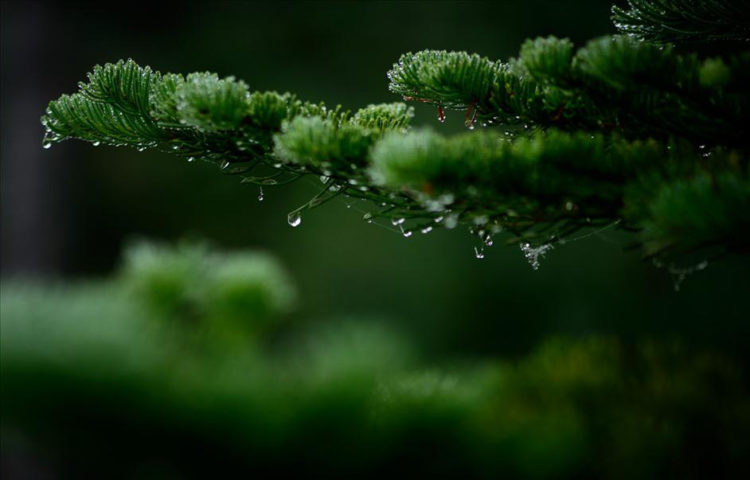 macro2_1_-jpg-full